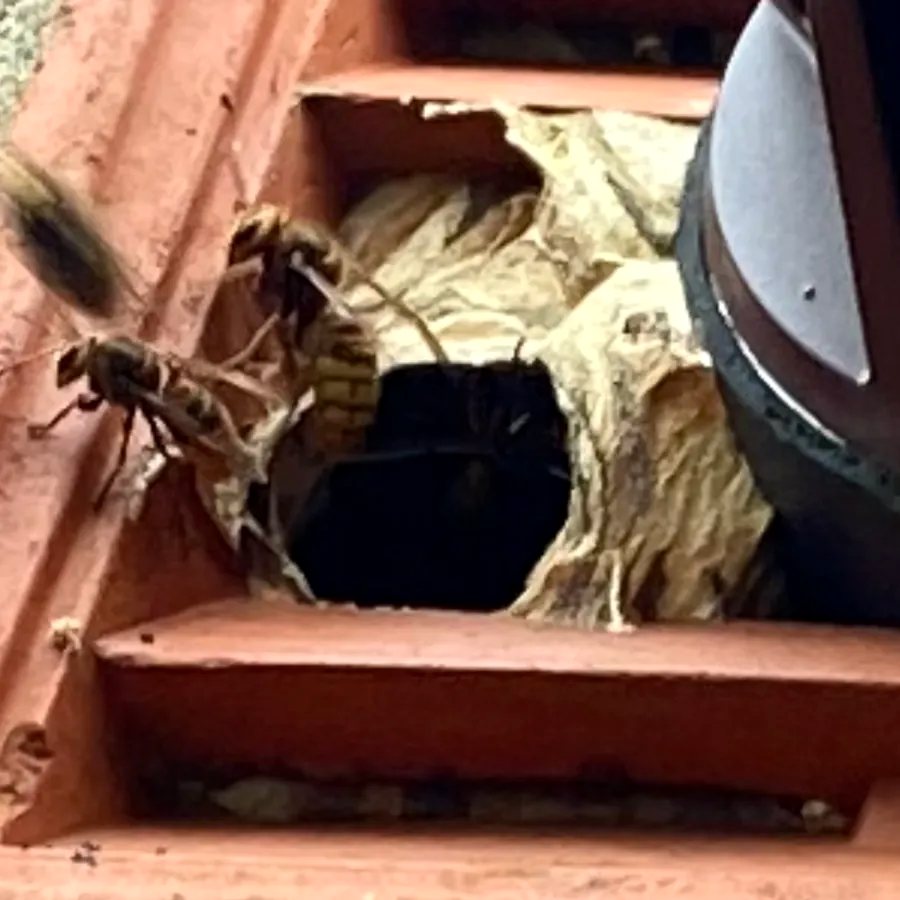 Hornets in a vent