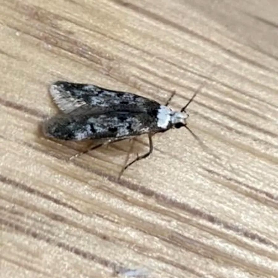 Moth identified