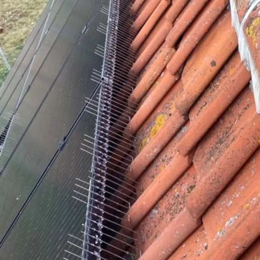 Mesh along the panel edge