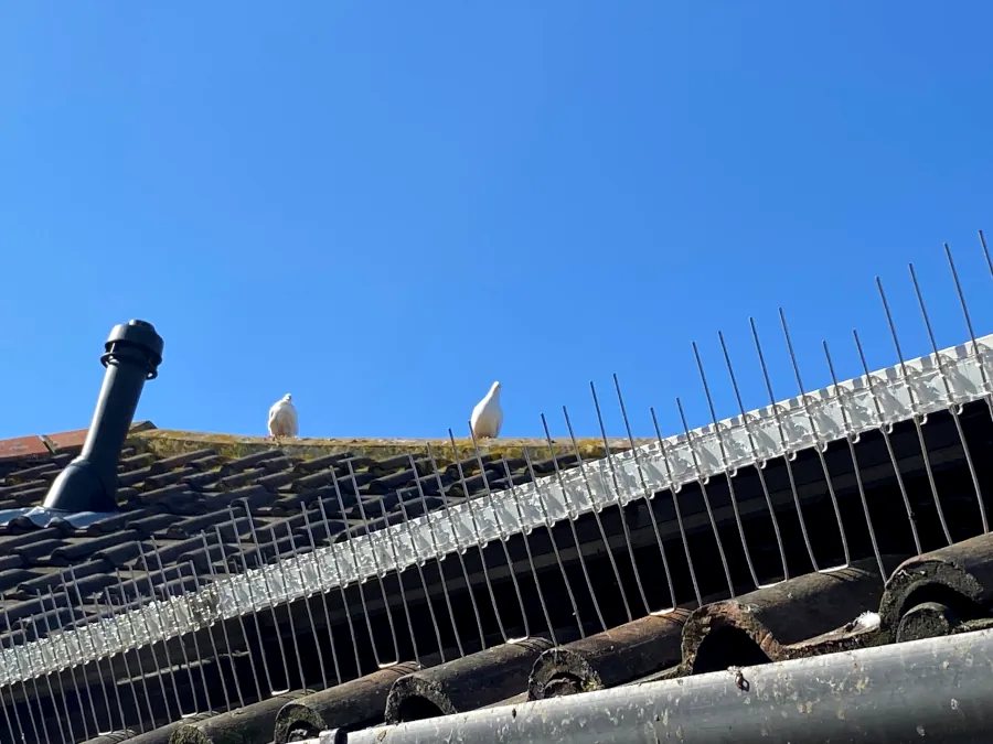 Bird spikes on a roof ridge