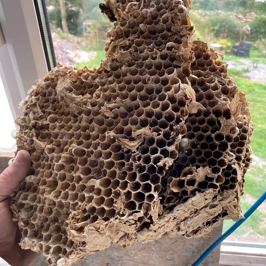 A wasp nest, removed