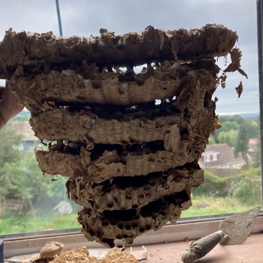 A wasp nest removed from a loft