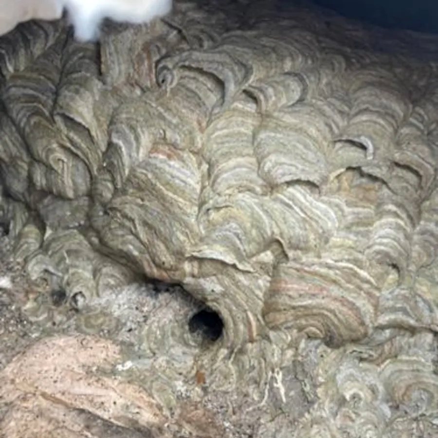 Up close: the papery shell