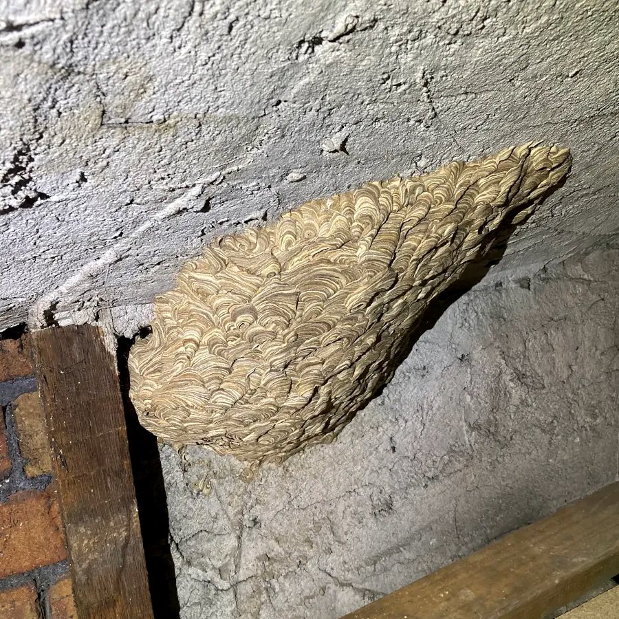 Nest on an outside wall