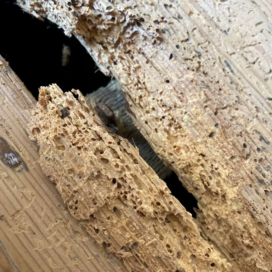 Timber damaged by woodworm